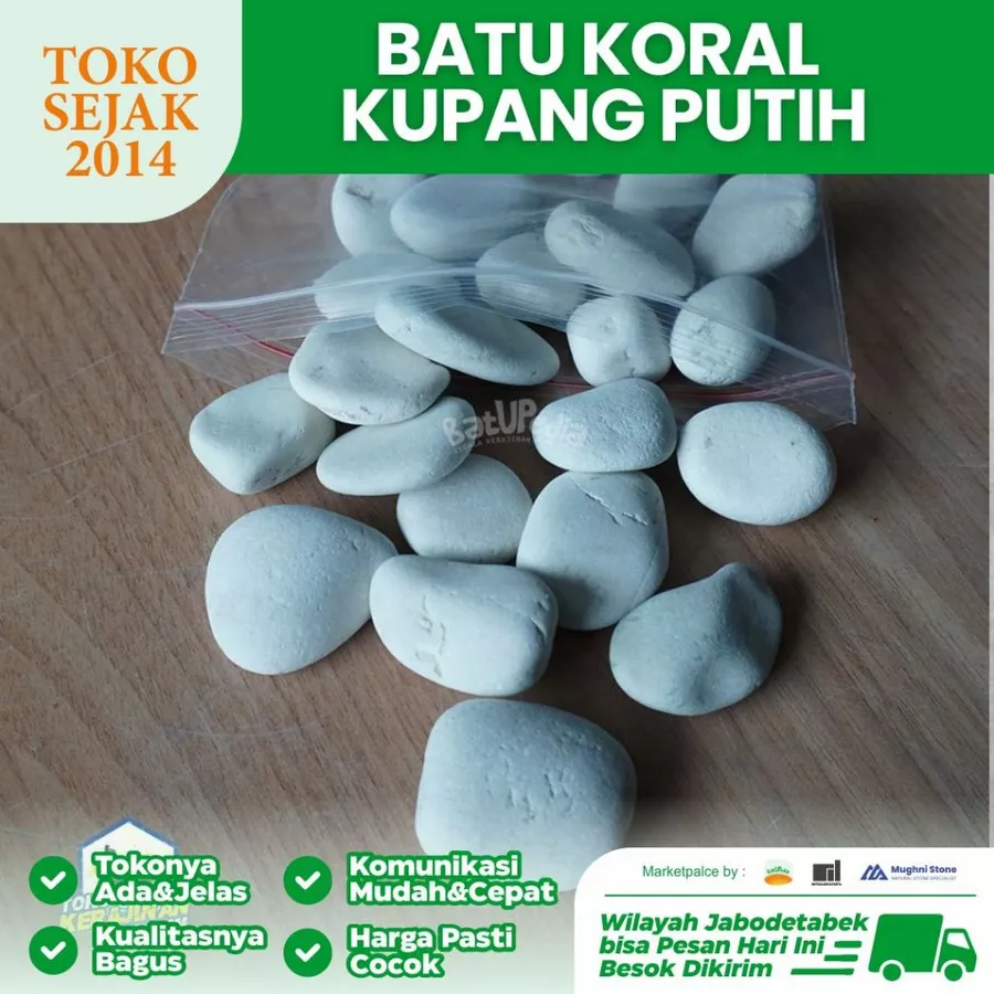 jual batu koral kupang putih